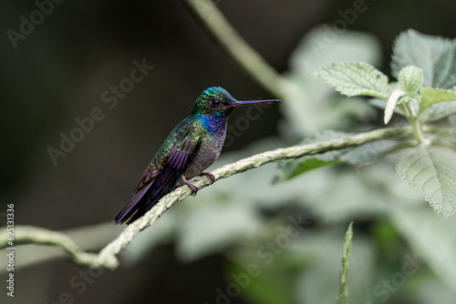 Charming hummingbird sitting on a branch