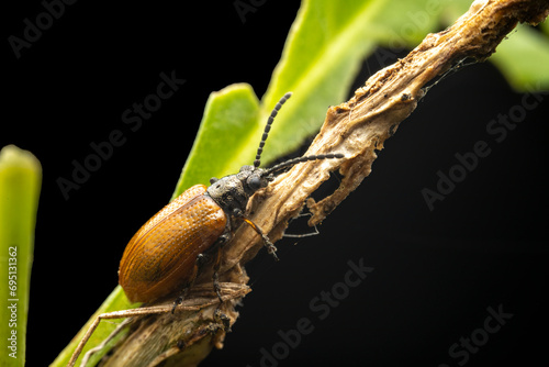 lema decempunctata gebler in the wild state photo