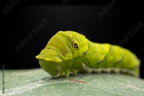 Papilio xuthus larva in the wild state photo