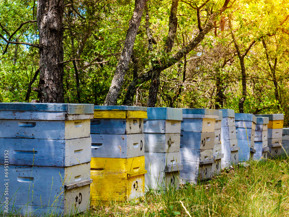 Bee hives in green forest. Beekeeping. Bee hives in green forest. Beekeeping.