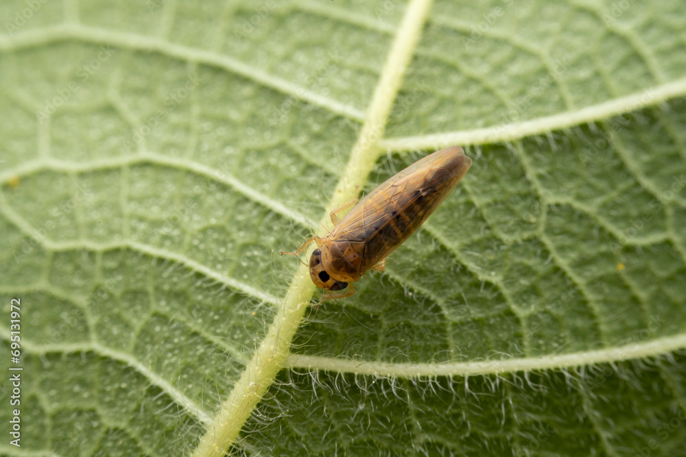 leafhopper in the wild state