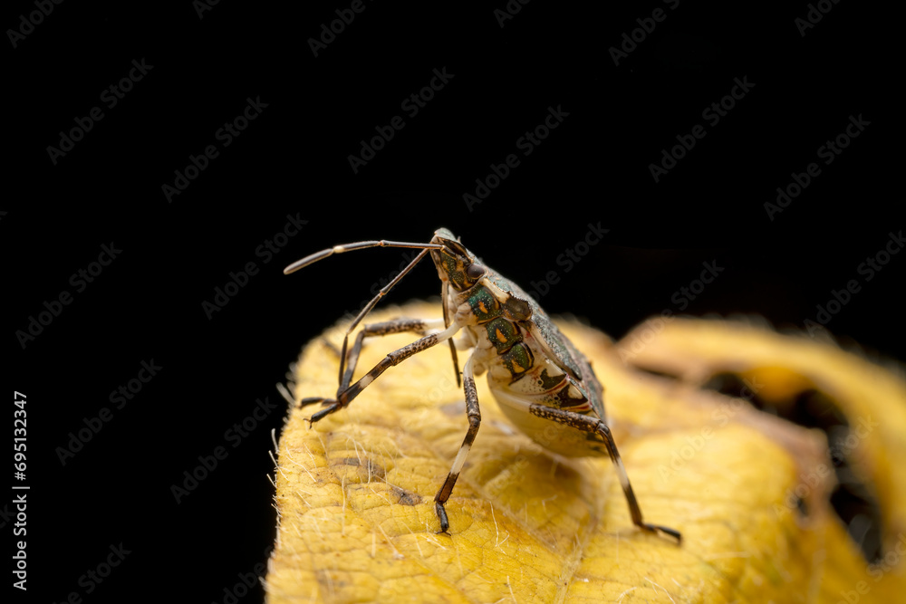 Naklejka premium Halyomorpha halys in the wild state