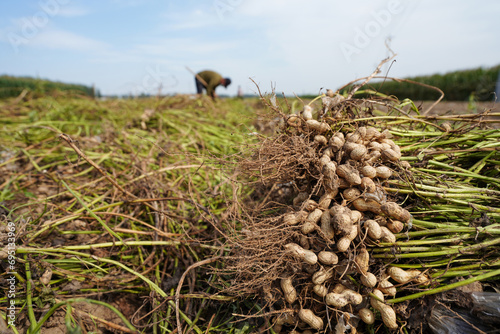 Farmers harvest peanuts in the fields, North China