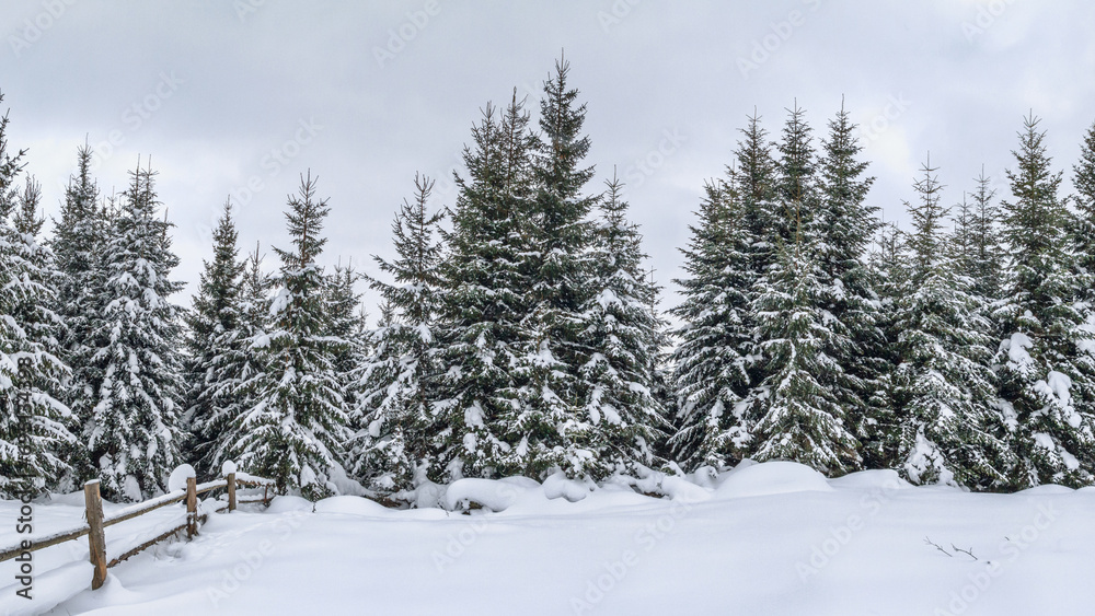 Rural winter landscape - view of the snowy pine forest in the mountains