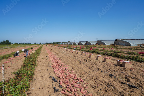Farmers packed sweet potatoes for export in the fields, North China