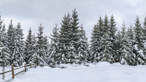 Rural winter landscape - view of the snowy pine forest in the mountains