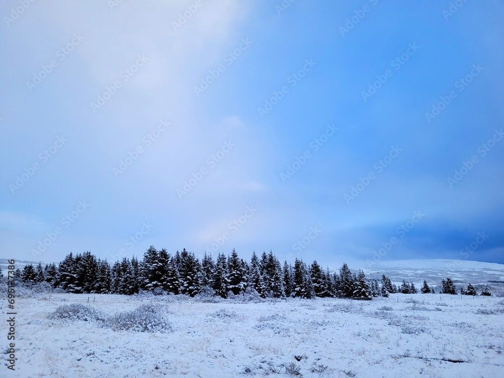 Trees in winter landscape with snow Trees in winter landscape with snow