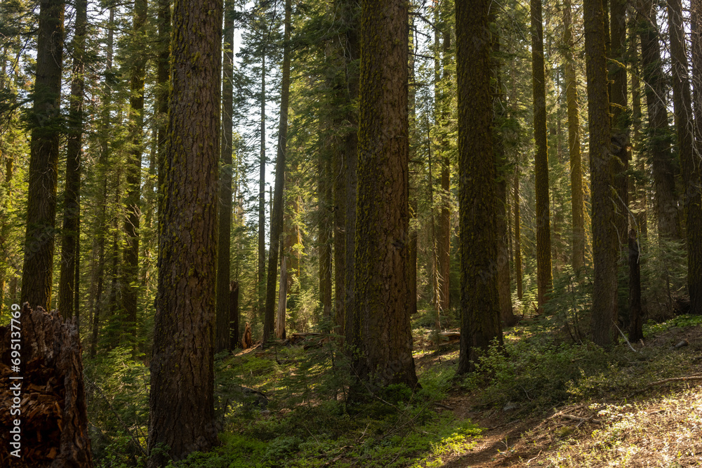 Faint Trail Passes Through Giant Trees Of Yosemite