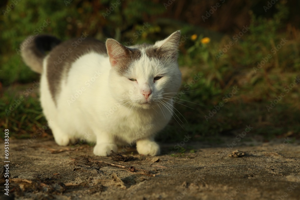 Cute stray cat sitting on ground outdoors, space for text Cute stray cat sitting on ground outdoors, space for text