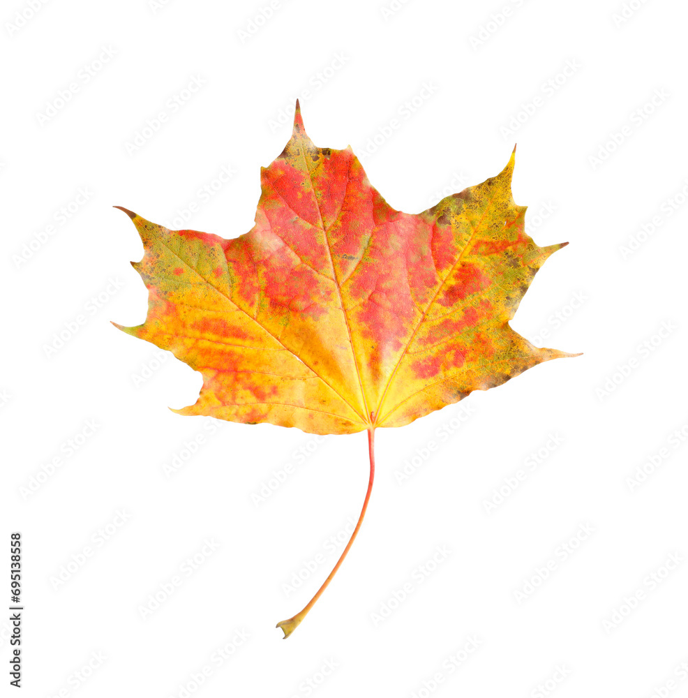 Fototapeta premium One maple leaf isolated on white. Autumn season