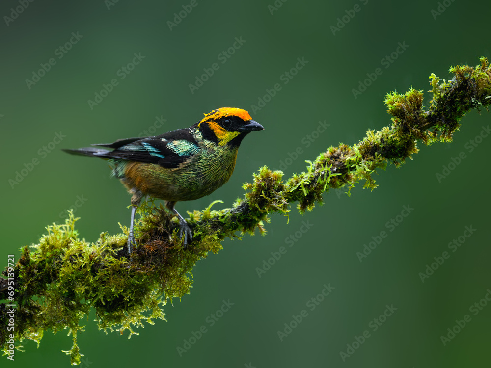 Flame-faced Tanager on mossy stick on green background in rainy day 