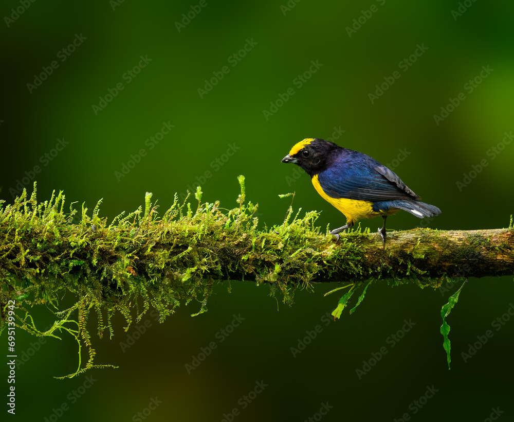 Thick-billed Euphonia on mossy tree branch on green background in rainy day 