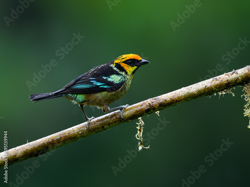 Flame-faced Tanager on mossy stick on green background in rainy day  © FotoRequest