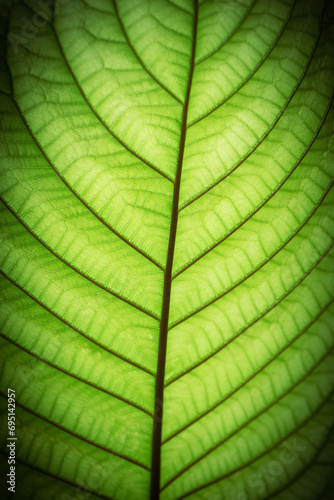 background texture green leaf structure macro photography. Closeup leaf texture. Green tropical plant close-up. Mitragyna speciosa or kratom leaves.