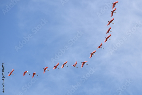 large flock of roseate spoonbill (Platalea ajaja) flying in the wild