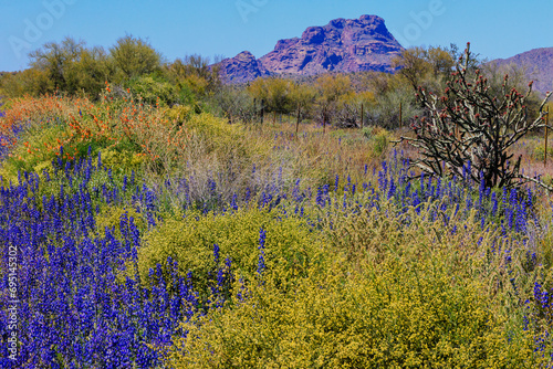 Fotografie Lupine flowers and Globe mallow decorate the roadside on the way to Red Mountain near Phoenix