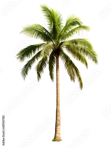 A tall palm tree stands alone isolated PNG, height and slender trunk give it a sense of grandeur and strength