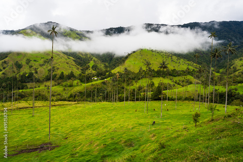 Cocora Valley, Colombia