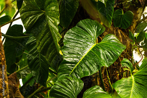 tropical forest plant