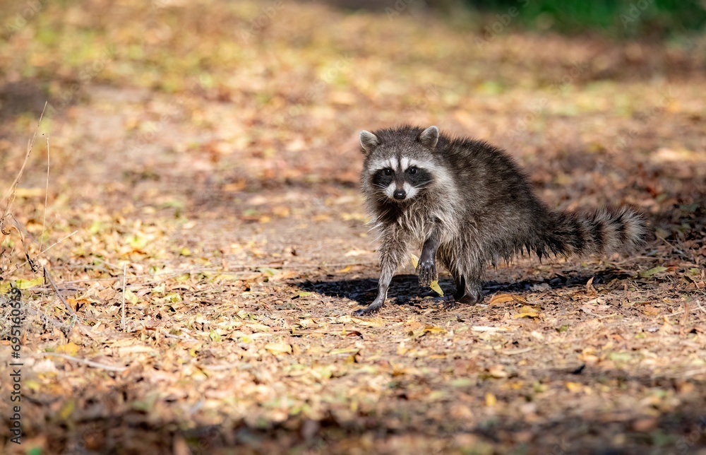 Naklejka premium A Raccoon up close and from a low angle showing off bandit like face