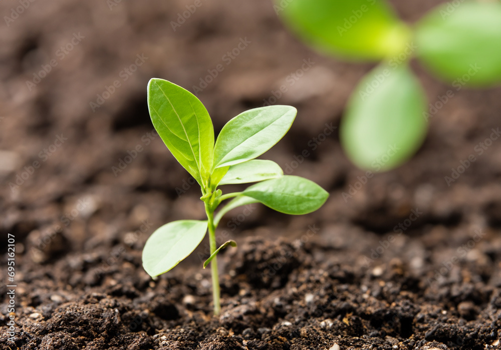 young plant in soil in the morning light young plant in soil in the morning light