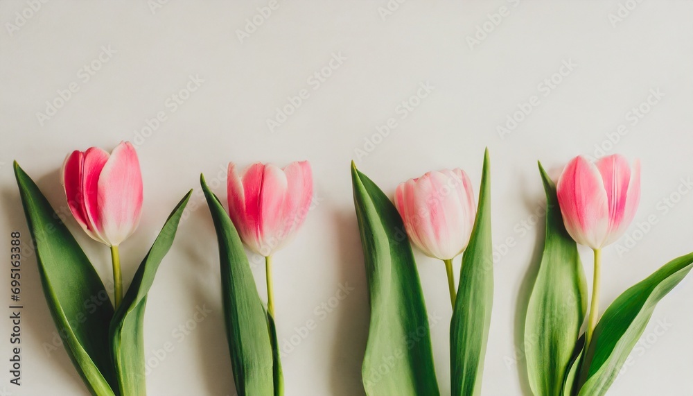 Naklejka premium ピンク色チューリップのシンプルな背景