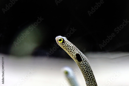 The cute spotted garden eel (Heteroconger hassi) in marine aquarium