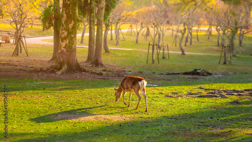 deer at nara park,tourism of japan