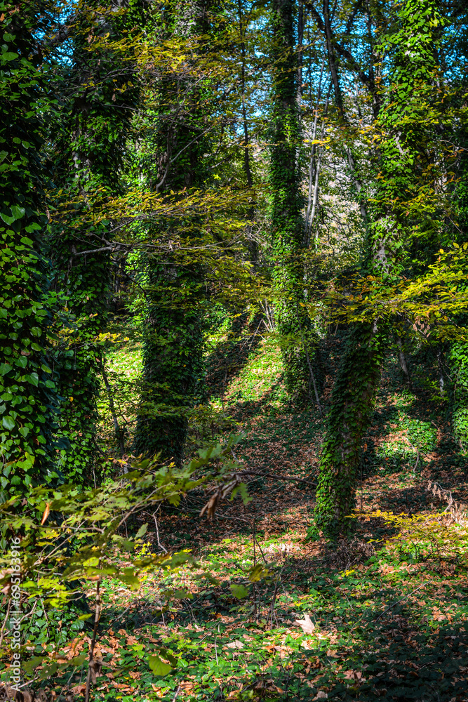 Obraz premium Lagodekhi, Machi fortress. green forest in kakheti Georgia