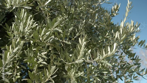 Olive tree with thick, lush foliage that moves in the wind