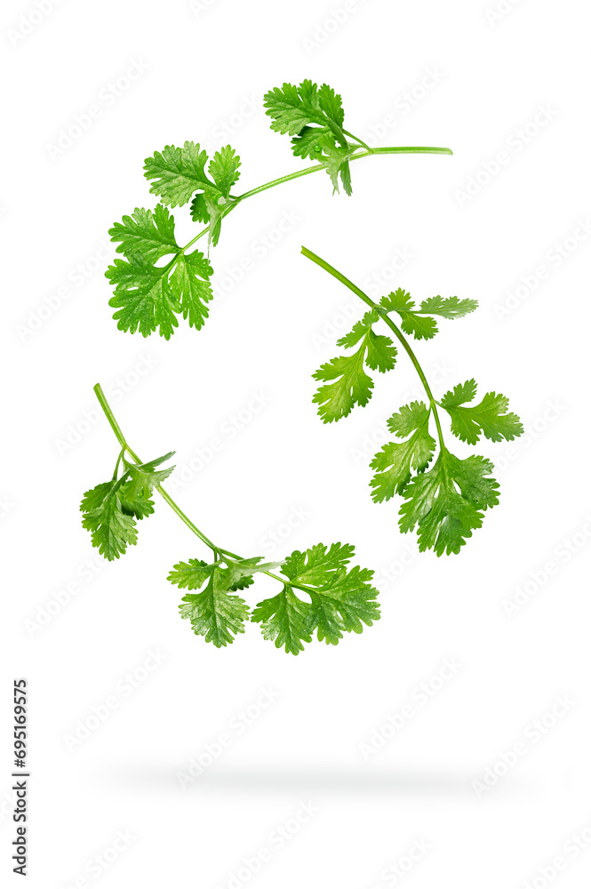 Fresh parsley isolated on white background. Fresh parsley isolated on white background.