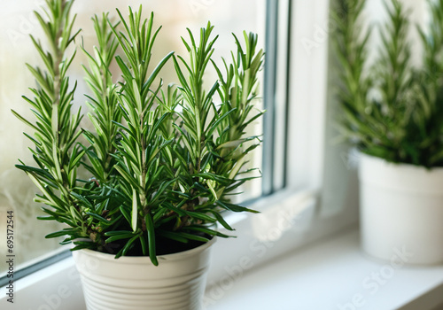 Fresh green rosemary in pots