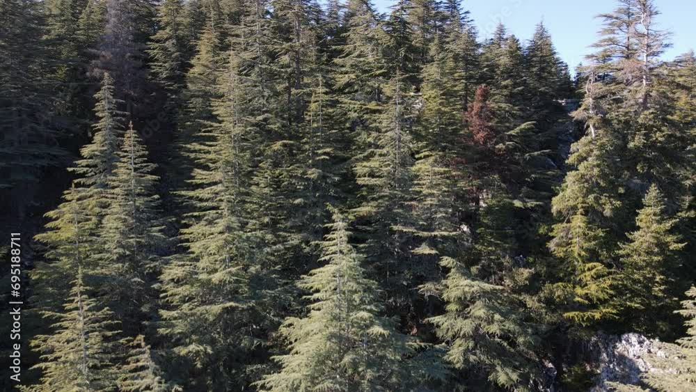 Drone view of the forest formed on the mountain, forest view covering the whole landscape Drone view of the forest formed on the mountain, forest view covering the whole landscape