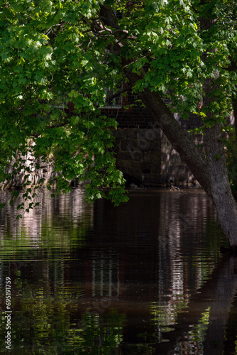 A green tree above a calm river on a summer day