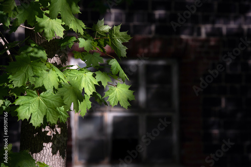 Green maple leaves in front of an old brick building