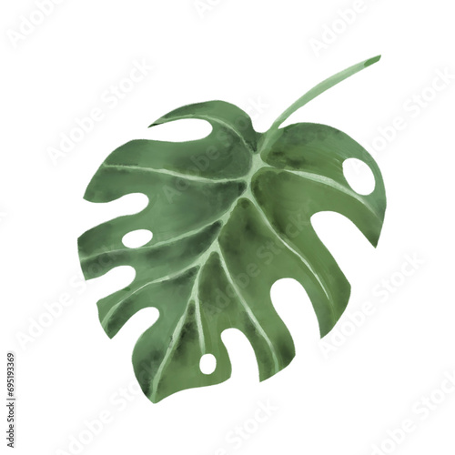 1. Monsters Watercolor  Leaf Isolated Detailed Hand Drawn Painting Illustration
