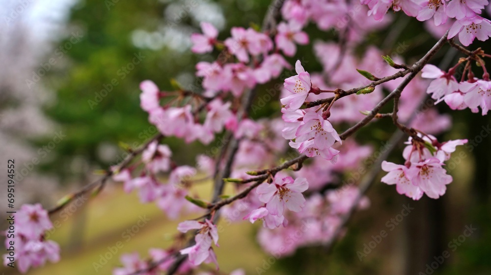 Spring scenery in Gyeongju, Korea Spring scenery in Gyeongju, Korea