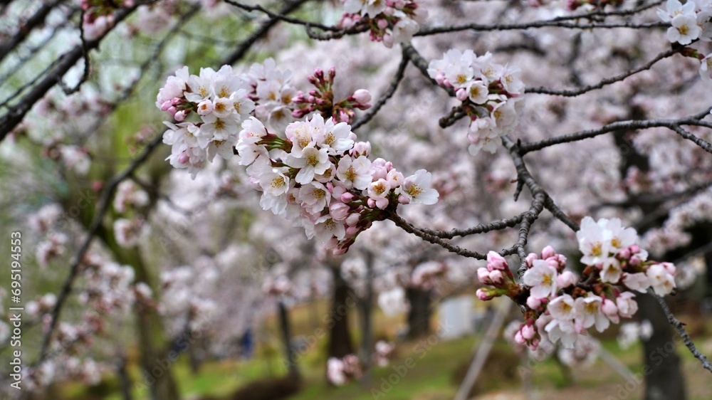 Spring scenery in Gyeongju, Korea