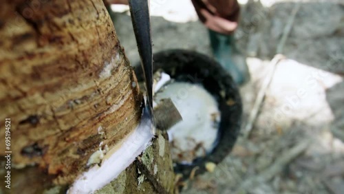 Close up Gardener tapping latex from a rubber tree in rubber forest photo