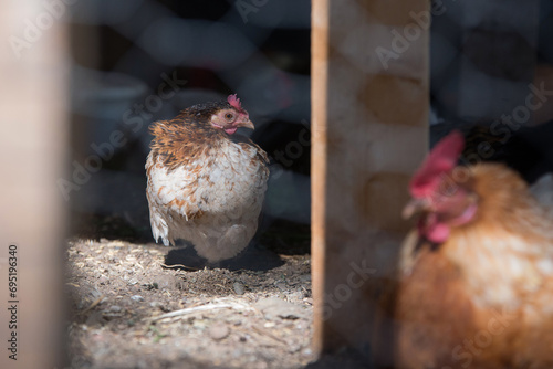 Chubby chicken in a chicken coop