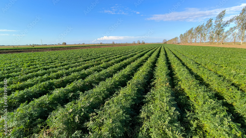 carrot field in sunlight in Vojvodina
