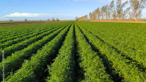 carrot field in sunlight in Vojvodina photo