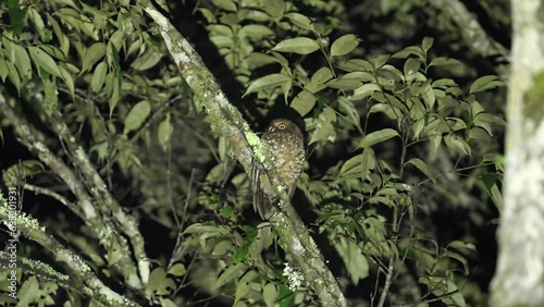 cinnabar hawk owl or boobook in biodiversity hotspot known as wallacea Indonesia photo