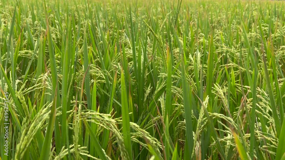 Rice Paddy Fields in Bloom. Agriculture Rice Cultivation Rice Paddy Fields in Bloom. Agriculture Rice Cultivation