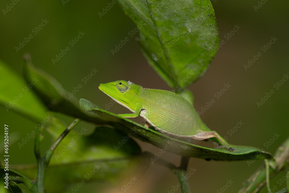 Beautiful green chameleon in madagascar Beautiful green chameleon in madagascar