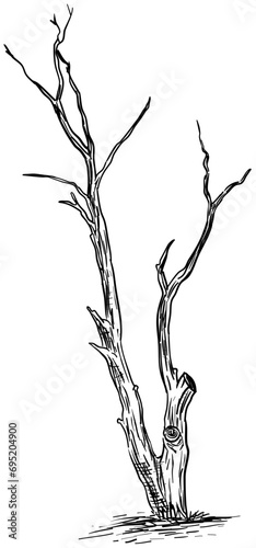 dead tree handdrawn illustration