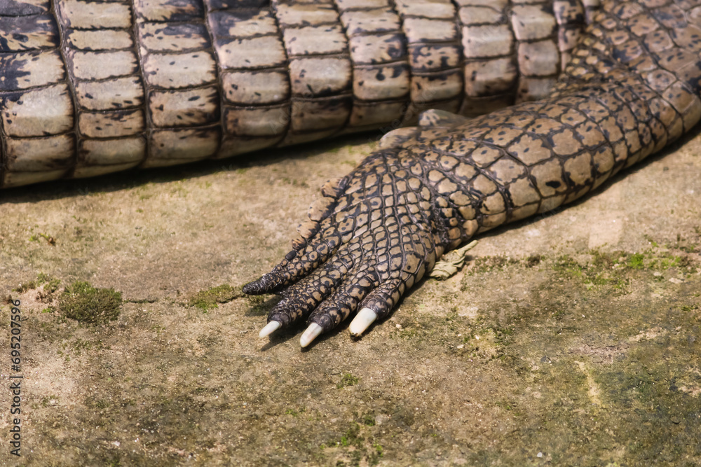 Fototapeta premium Wildlife Predator, crocodile and Serpent in Nature