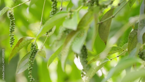 Dolly, close up of unripe green peppercorn fruits on plant, piper nigrum spice photo
