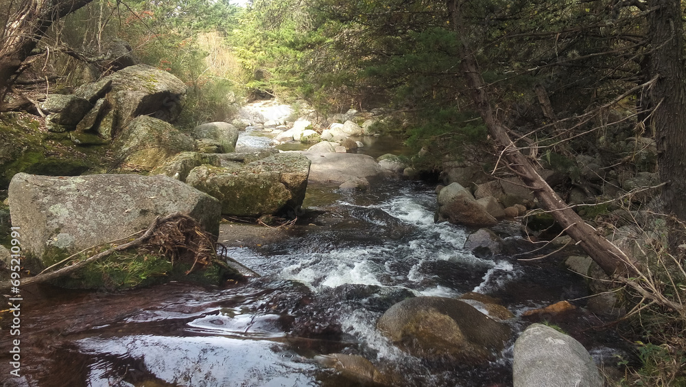 mountain river flowing through the forest