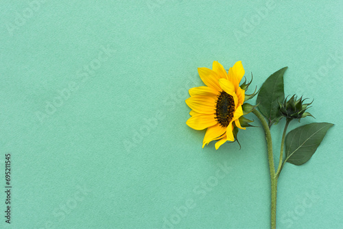 Wallpaper Mural Sunflower backSunflower background flat lay. Minimalistic floral arrangement. The concept of Mother's Day International Women's Day Birthday. Gift card space for text. Green beautiful bground flat lay Torontodigital.ca